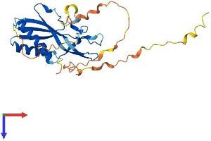 AlphaFold protein structure predicition of Mouse Recombinant Rtp4 Protein, UniprotID Q9ER80