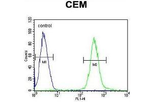 AT8B2 Antibody (N-term) flow cytometric analysis of CEM cells (right histogram) compared to a negative control cell (left histogram). (ATP8B2 anticorps  (N-Term))