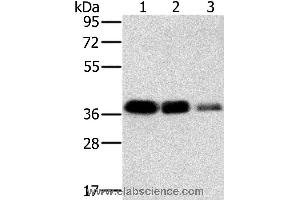 Western blot analysis of A549, HT-29 and A172 cell, using MTFR1 Polyclonal Antibody at dilution of 1:500 (MTFR1 anticorps)