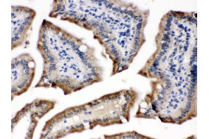 Anti- POR Picoband antibody,IHC(P) IHC(P): Mouse Intestine Tissue (POR anticorps  (C-Term))