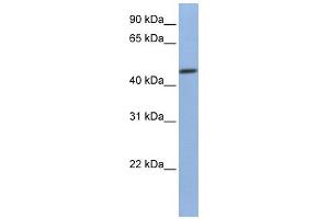 WB Suggested Anti-FKBP4 Antibody Titration:  0. (FKBP4 anticorps  (C-Term))