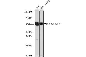 Western blot analysis of extracts of various cell lines, using Lumican (LUM) (LUM) Rabbit mAb (ABIN7268309) at 1:1000 dilution. (LUM anticorps)