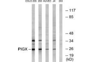 Western blot analysis of extracts from 293/COLO/HuvEc/Jurkat cells, using PIGX Antibody. (PIGX anticorps  (AA 183-232))
