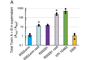 Levels of TcdA and TcdB present in the supernatants of 630Δerm, 630Δerm rstA (MC1118), R20291, R20291 rstA (MC1402), VPI 10463, and 5325 grown in TY medium (pH 7. (Clostridium Difficile Toxin A and B Kit ELISA)