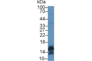 Western Blot; Sample: Human A431 cell lysate; ;Primary Ab: 1µg/ml Rabbit Anti-Human CALML5 Antibody;Second Ab: 0. (CALML5 anticorps  (AA 1-146))