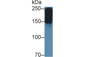 Western Blot; Sample: Mouse Serum; Primary Ab: 2µg/ml Rabbit Anti-Mouse a2M Antibody Second Ab: 0. (alpha 2 Macroglobulin anticorps  (AA 623-752))