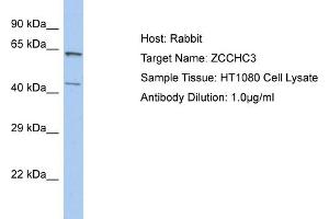 Host: Rabbit Target Name: ZCCHC3 Sample Tissue: Human HT1080 Whole Cell  Antibody Dilution: 1ug/ml (ZCCHC3 anticorps  (N-Term))