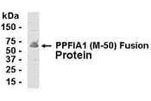 Western Blotting (WB) image for anti-Protein Tyrosine Phosphatase F Interacting Protein 1 (PPFIA1) (AA 310-360) antibody (ABIN2467996) (PPFIA1 anticorps  (AA 310-360))