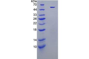 SDS-PAGE analysis of active recombinant Human ELA2. (ELANE Protéine)