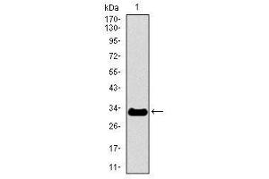 Image no. 2 for anti-Neurofilament, Heavy Polypeptide (NEFH) antibody (ABIN1491717) (NEFH anticorps)