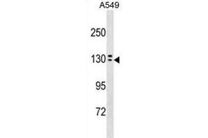 OVCH1 Antibody (N-term) (ABIN1881612 and ABIN2838617) western blot analysis in A549 cell line lysates (35 μg/lane). (OVCH1 anticorps  (N-Term))