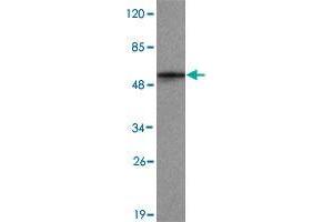 Western blot analysis of KDM1B monoclonal antibody  at 1 : 2000 dilution interacts with recombinant KDM1B protein with a GST tag. (KDM1B anticorps  (C-Term))