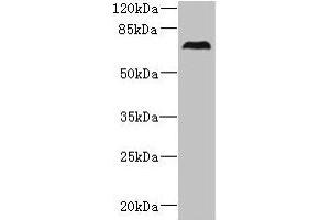 Western blot All lanes: CEP76 antibody at 0. (Cep76 anticorps  (AA 241-550))