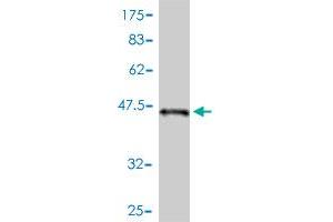 Western Blot detection against Immunogen (44 KDa) .