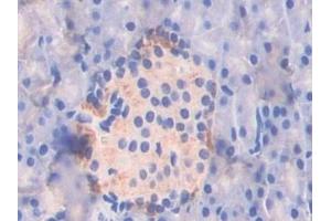 Detection of ATF7 in Mouse Pancreas Tissue using Polyclonal Antibody to Activating Transcription Factor 7 (ATF7)