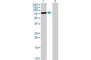 Western Blot analysis of RAD17 expression in transfected 293T cell line by RAD17 MaxPab polyclonal antibody. (RAD17 anticorps  (AA 1-584))