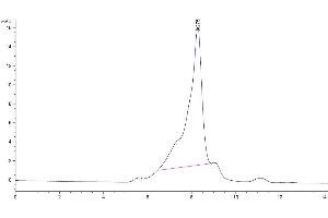 The purity of Cynomolgus CD3E Protein is greater than 95 % as determined by SEC-HPLC. (CD3 epsilon Protein (CD3E) (AA 22-117) (Fc Tag))