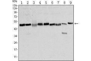 Western blot analysis using FOXD3 mouse mAb against NTERA-2 (1), HUVE-12 (2), HEK293 (3), Hela (4), Jurkat (5), K562 (6), RAW264.