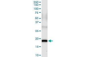 Immunoprecipitation of FGF1 transfected lysate using anti-FGF1 MaxPab rabbit polyclonal antibody and Protein A Magnetic Bead , and immunoblotted with FGF1 purified MaxPab mouse polyclonal antibody (B01P) .