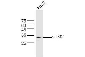 K562 lysates probed with Anti-CD32 Polyclonal Antibody, Unconjugated  at 1:5000 90min in 37˚C. (Fc gamma RII (CD32) (AA 201-300) anticorps)