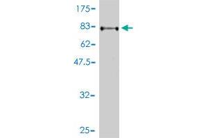 Western Blot detection against Immunogen (69.