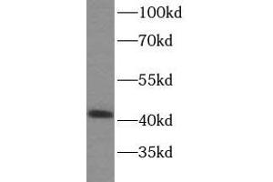 WB analysis of HeLa cells subjected to SDS-PAGE, using SPOP antibody (1/500 dilution). (SPOP-B anticorps)