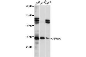 Western blot analysis of extracts of various cell lines, using APH1A antibody (ABIN6290068) at 1:1000 dilution. (APH1A anticorps)