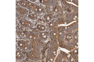 Immunohistochemical staining of human duodenum with COLEC11 polyclonal antibody  shows moderate cytoplasmic positivity in glandular cells at 1:200-1:500 dilution. (COLEC11 anticorps)
