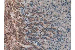 Detection of GKN2 in Mouse Stomach Tissue using Polyclonal Antibody to Gastrokine 2 (GKN2)