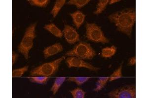 Immunofluorescence analysis of L929 cells using PREPL Polyclonal Antibody at dilution of 1:100 (40x lens). (PREPL anticorps)