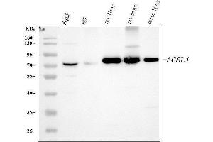 Western blot analysis of ACSL1 using anti-ACSL1 antibody (ABIN4886418).