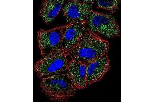 Immunofluorescence (IF) image for anti-phospholipase C-Like 2 (PLCL2) antibody (ABIN2996484) (PLCL2 anticorps)