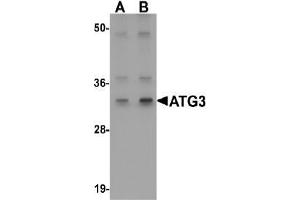 AP20064PU-N ATG3 antibody staining of Mouse kidney tissue Lysate by Western Blotting at (A) 1 and (B) 2 µg/ml (ATG3 anticorps  (Middle Region))