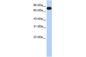 EML3 antibody  (N-Term)