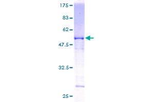 Image no. 1 for General Transcription Factor IIF, Polypeptide 2, 30kDa (GTF2F2) (AA 1-249) protein (GST tag) (ABIN1306138)