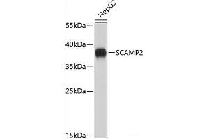 Western blot analysis of extracts of HepG2 cells using SCAMP2 Polyclonal Antibody. (SCAMP2 anticorps)