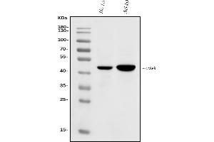 Western blot analysis of Caspase-9/CASP9 using anti-Caspase-9/CASP9 antibody (ABIN7601196).