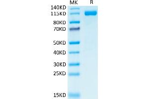 Human CD31 on Tris-Bis PAGE under reduced condition. (CD31 Protein (AA 28-601) (PE,Fc Tag))