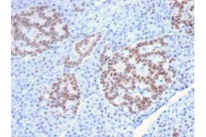 Formalin-fixed, paraffin-embedded human Pancreas stained with HNF1A Mouse Monoclonal Antibody (HNF1A/2087).
