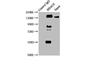 Immunoprecipitating HDAC6 in HepG2 whole cell lysate Lane 1: Rabbit control IgG instead of ABIN7127540 in HepG2 whole cell lysate. (Recombinant HDAC6 anticorps)