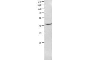 Western Blot analysis of RAW264. (NFKBID anticorps)
