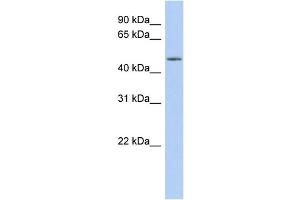 WB Suggested Anti-WDR89 Antibody Titration: 0. (WDR89 anticorps  (Middle Region))
