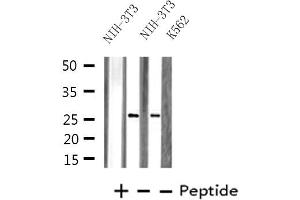Western blot analysis of extracts from NIH-3T3/K562 cells, using PRRX1 antibody. (PRRX1 anticorps  (Internal Region))