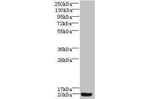 Western blot All lanes: Prok2 antibody at 3 μg/mL + Mouse small intestine tissue Secondary Goat polyclonal to rabbit IgG at 1/10000 dilution Predicted band size: 15, 12, 9 kDa Observed band size: 9 kDa (PROK2 anticorps  (AA 27-128))