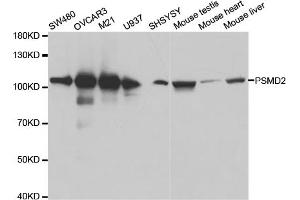 Western blot analysis of extracts of various cell lines, using PSMD2 antibody (ABIN5971041) at 1:600 dilution. (PSMD2 anticorps)