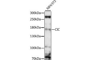 Western blot analysis of extracts of NIH/3T3, using CIC antibody (ABIN7266060) at 1:1000 dilution. (CIC anticorps  (AA 1379-1608))