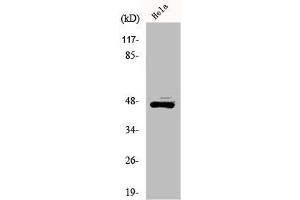 Western Blot analysis of HeLa cells using ILKAP Polyclonal Antibody