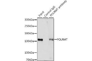 Immunoprecipitation analysis of 200 μg extracts of HepG2 cells, using 3 μg POLRMT antibody (ABIN7269460). (POLRMT anticorps  (AA 42-230))