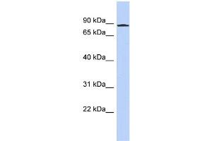 WB Suggested Anti-ANKZF1 Antibody Titration:  0. (ANKZF1 anticorps  (N-Term))