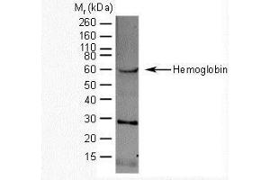 Western Blotting (WB) image for anti-Hemoglobin antibody (ABIN2473959) (Hemoglobin anticorps)